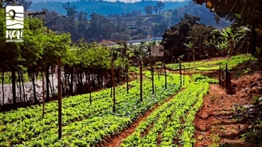 Horta da Terra | Pedra Branca 